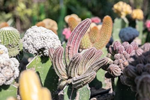 Vrtna pinceta od nehrđajućeg čelika od nehrđajućeg čelika dvodijelni Set sa zakrivljenim vrhom pinceta za njegu Kaktusa i